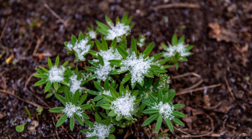Дождевание. Как работает «ледяная броня»?