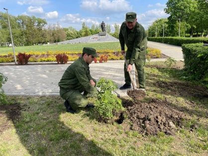 В Меловском районе офицеры высадили рябиновую аллею