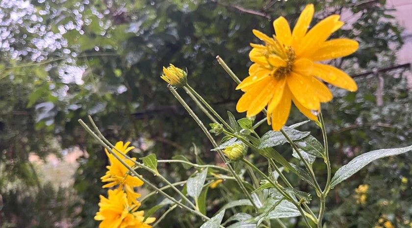 Сильные дожди с грозой и градом ожидаются в ЛНР 8 мая