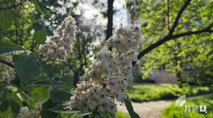 Синоптики прогнозируют 10 мая в ЛНР до 17 градусов тепла, дождь, грозу с градом и усиление ветра