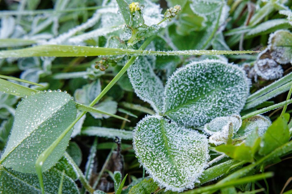Синоптики обещают опасные заморозки в Луганской Народной Республике 11-12 мая