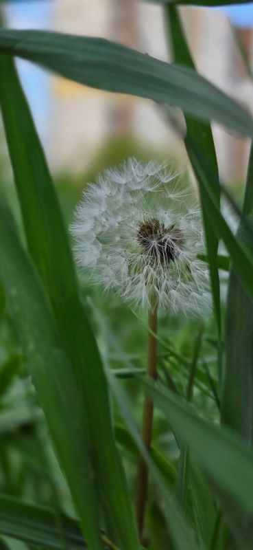 Синоптики прогнозируют 11 мая в ЛНР от 0 градусов ночью до 19 градусов тепла днем, в ночные часы ожидаются заморозки до минус 2 градусов — пресс-служба Главного управления МЧС по ЛНР