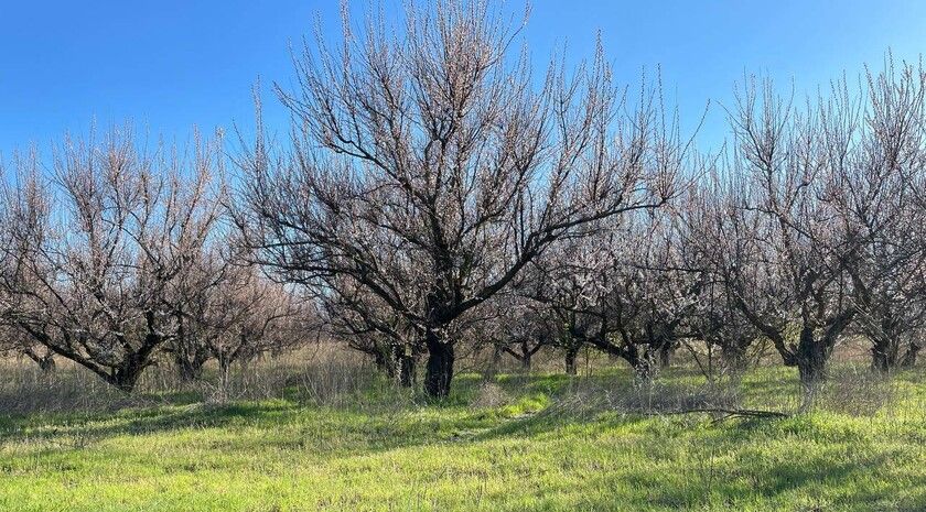 Заморозки до минус 2 градусов ожидаются в ЛНР 11 и 12 мая