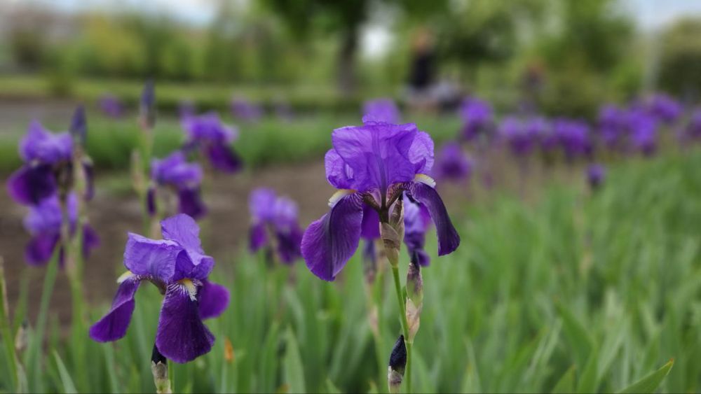 Доброе утро, Алчевск!. Встречаем третий день длинных майских выходных