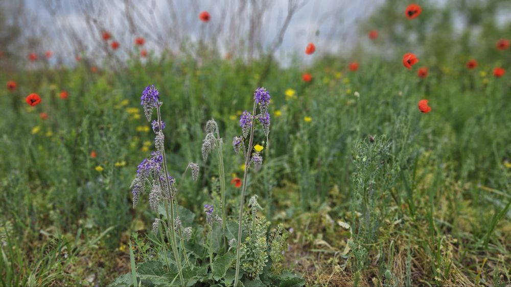Доброе утро, Алчевск!. Продолжаются длинные майские выходные! День обещает быть прохладным, с переменной облачностью