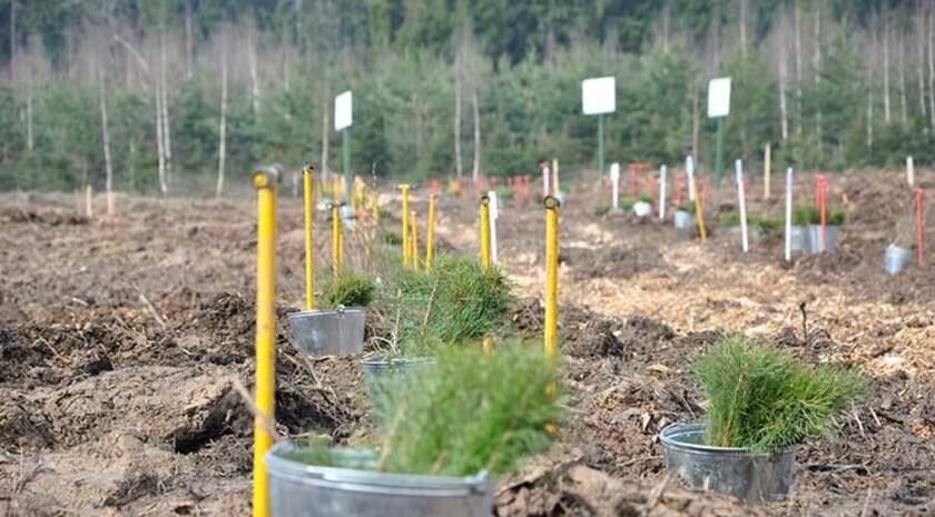 Предприятия лесного хозяйства в ЛНР стали государственными бюджетными учреждениями, что позволило привлекать финансирование из федерального бюджета на посадку леса и противопожарные мероприятия
