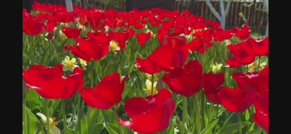 "С чего начинается Родина?" Для нас ответ очевиден – с родного дома, с любимого Луганска, с нашей Республики! «Луганская душа» - это особенная атмосфера, это тепло, это вера. Это видеопоздравление – частичка души, сердечное...