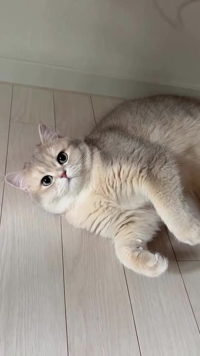 Сновидений край чудесный, В нём сбываются мечты, Волшебству всегда в нём место, И он полон красоты