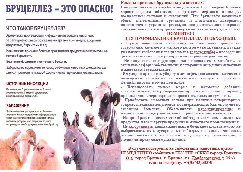 Бруцеллез-это опасно!. В случае подозрения на заболевание животных нужно НЕМЕДЛЕННО сообщить в ГБУ ЛНР «СББЖ города Брянки»
