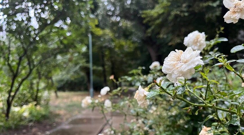 Синоптики прогнозируют 14 мая в ЛНР до 18 градусов тепла, кратковременный дождь и заморозки