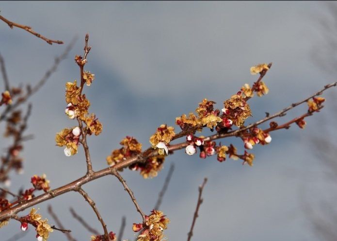 Синоптики вновь предупреждают о ночных заморозках