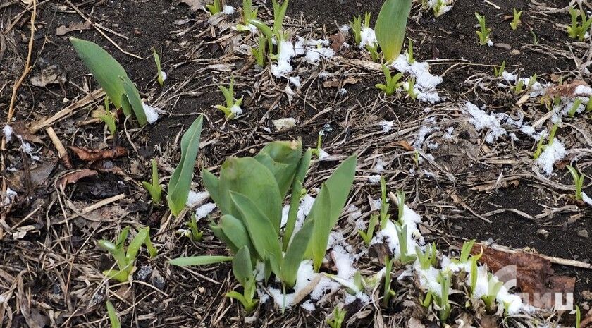 Синоптики предупредили об опасных заморозках 14 мая