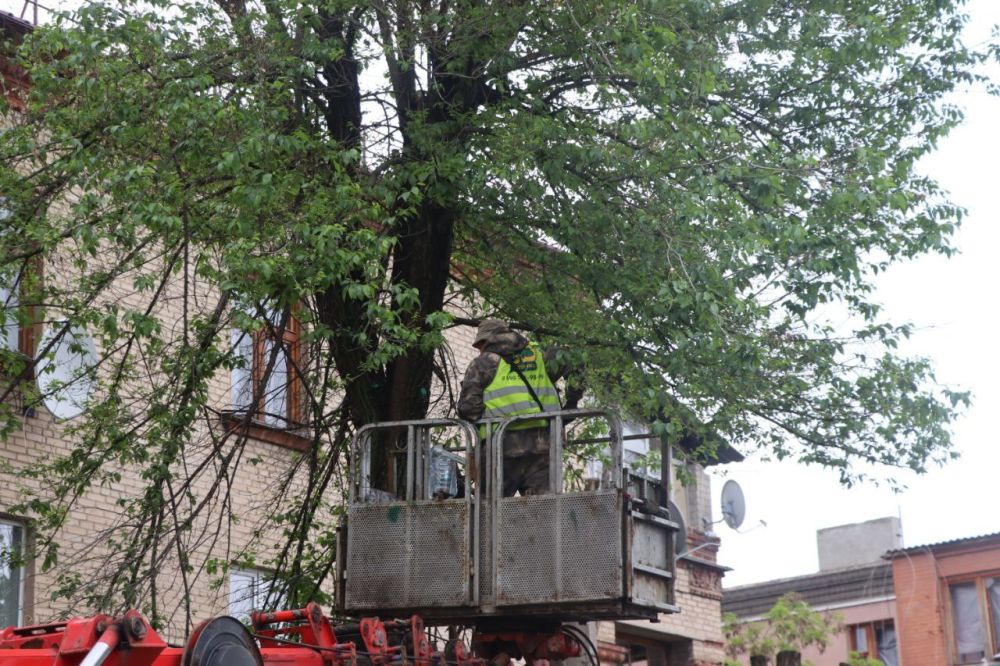 В Северодонецке в рамках благоустройства города проводятся кронирование деревьев и покос травы