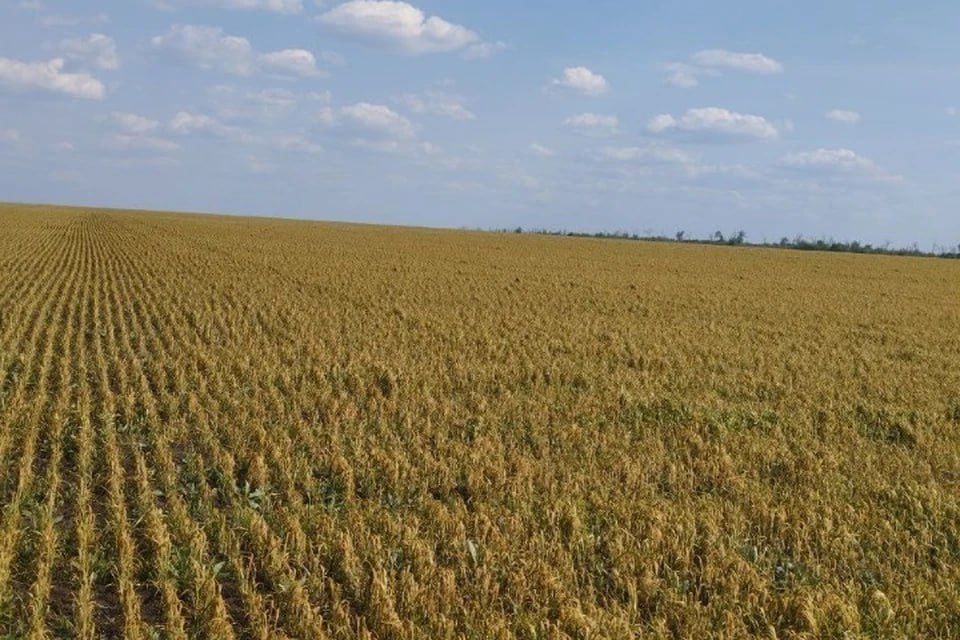 Результаты увидим через неделю: Жителям ЛНР рассказали, чем весенние заморозки опасны для будущего урожая