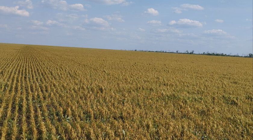 Россельхозцентр рекомендовал аграриям ЛНР удобрить посевы в связи с заморозками