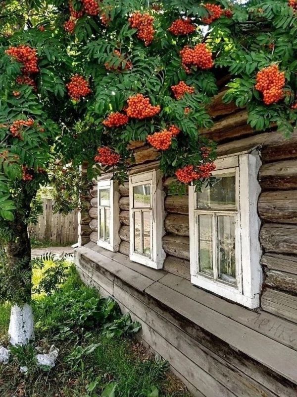 Красная рябина под моим окном