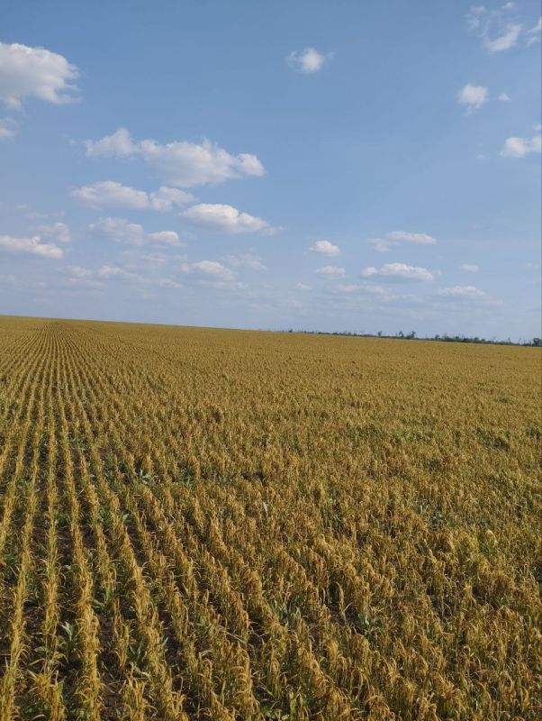 Весенние заморозки в Луганской Народной Республике: рекомендации специалистов