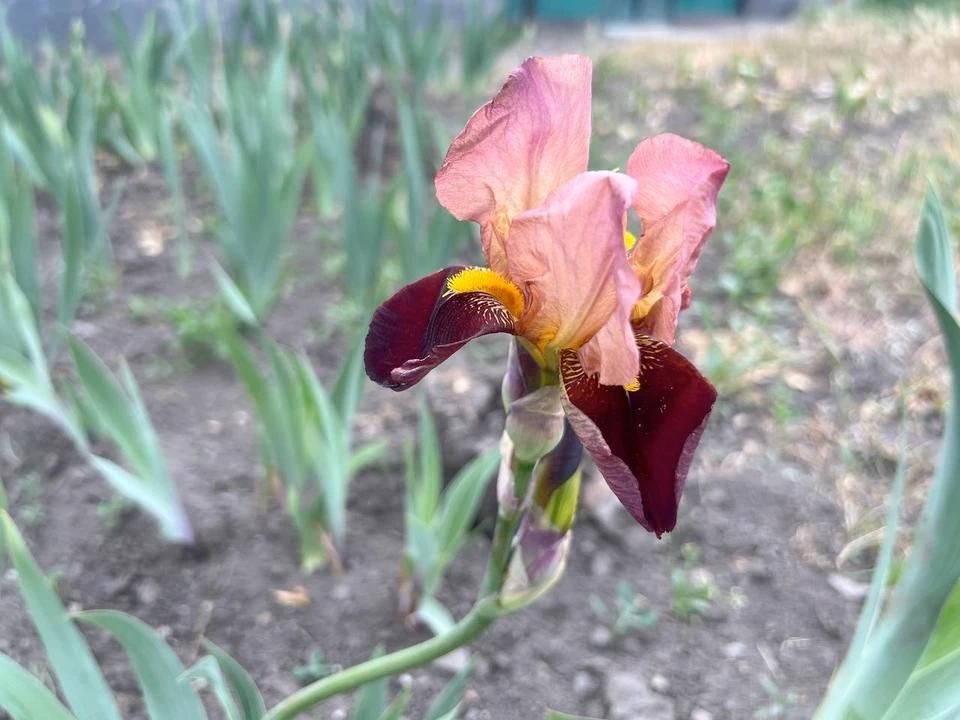 Синоптики прогнозируют грозы в Луганске 15 мая