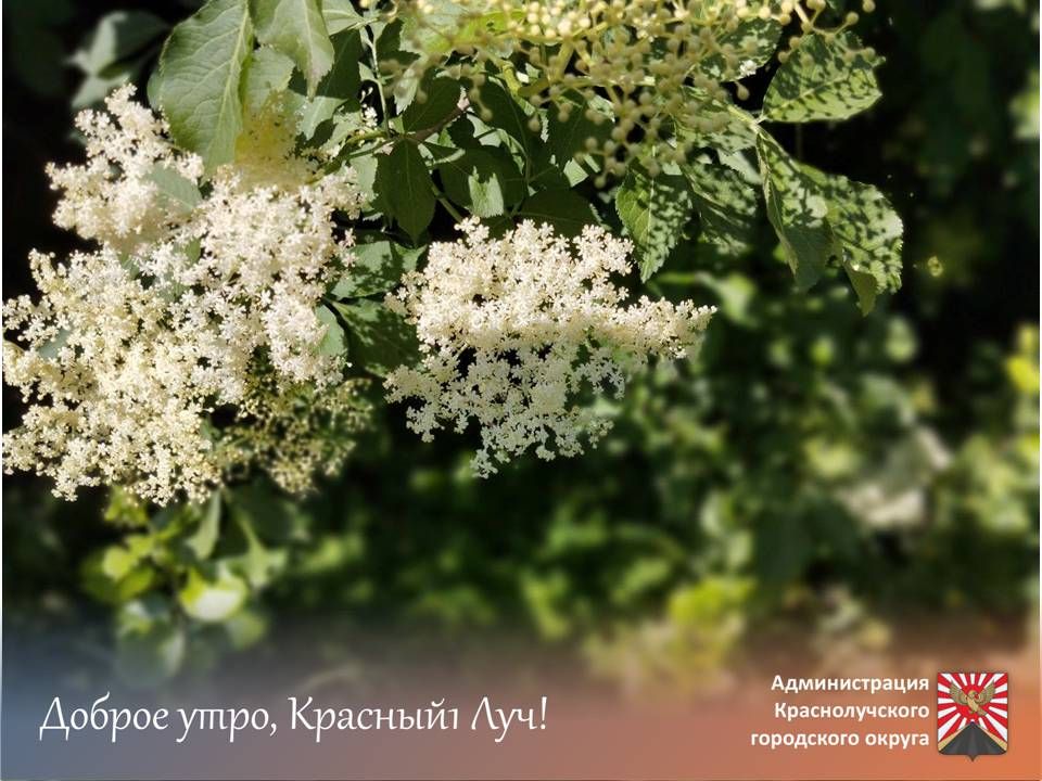 Доброе утро, краснолучане!