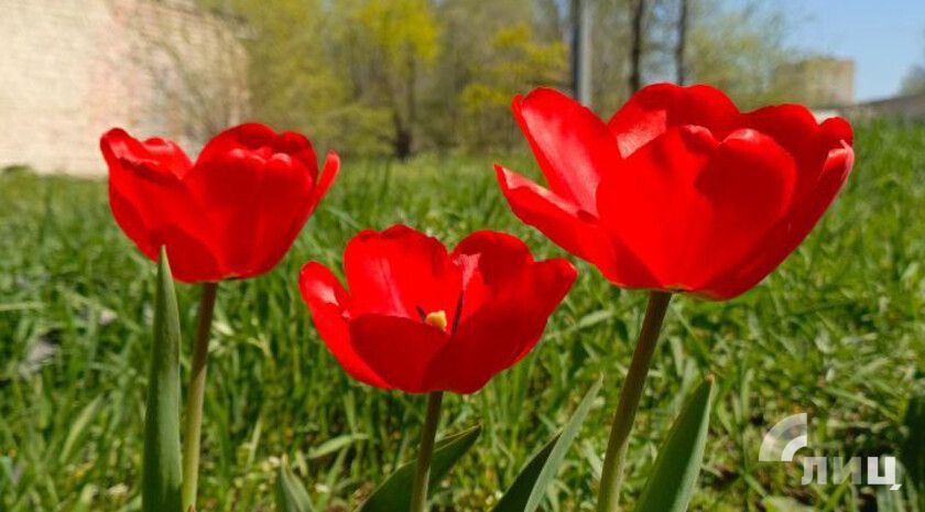 Пульс региона: к некоторым новостям про ЛНР и вокруг нее за 15 мая