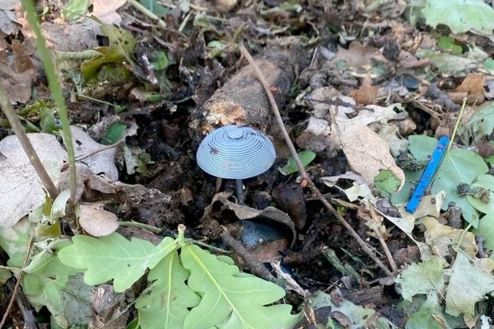 ВСУ разбросали в лесах ЛНР мины в виде грибов