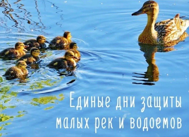 С 15 мая в России стартуют Единые дни действий в защиту малых рек и водоемов