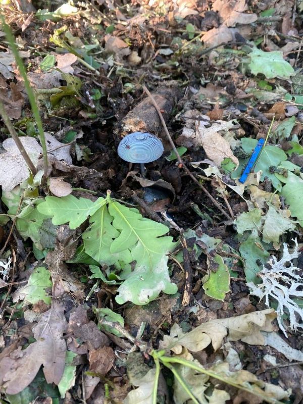 ВСУ применяет под Кременной в ЛНР мины, замаскированные под грибы, сообщил глава администрации Кременского муниципального округа Третьяков