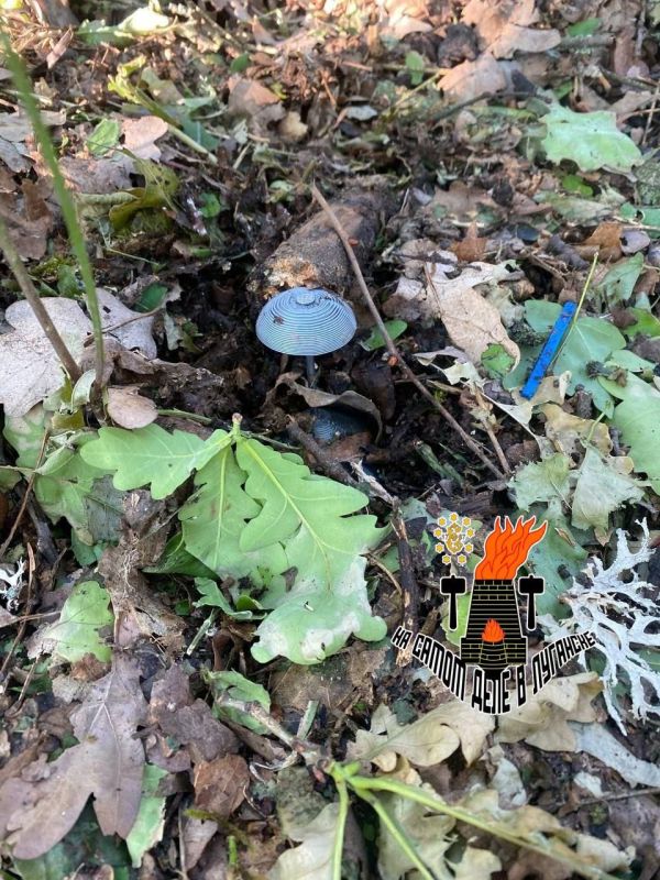 Под Кременной ВСУ маскируют мины под грибы