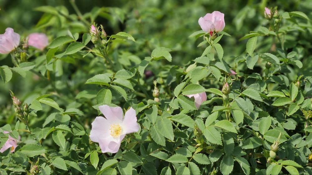 Доброе утро, Алчевск!. Есть несколько хороших новостей