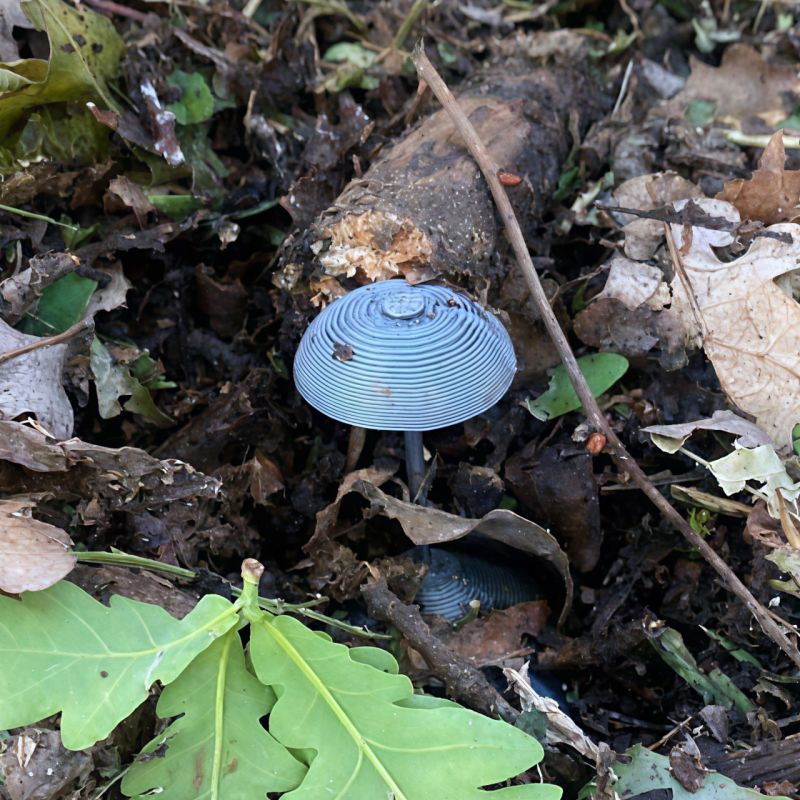 Анна Сорока: Осторожно! Украинские боевики устанавливают в лесах республики смертоносные «грибы»