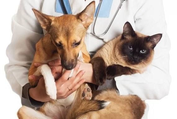 Сергей Колягин: Как и планировалось, 18 мая ветеринары Фонда «Следы человека» при поддержке инициативной группы «Четыре Лапы и Хвост» провели бесплатную стерилизацию собак и кошек на территории нашего муниципалитета