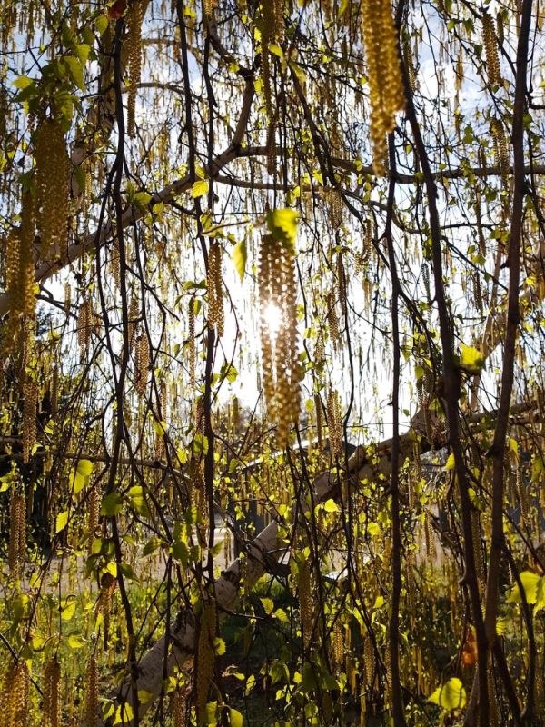 «Цветущий май» в городе Рубежное