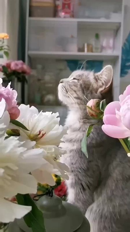 ������ ����