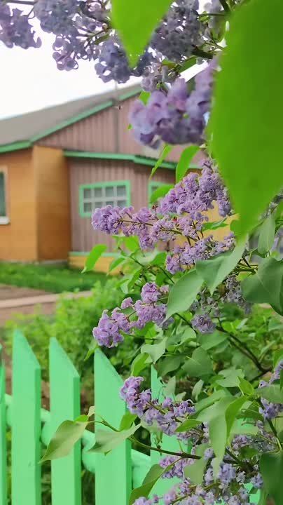 ������ ����