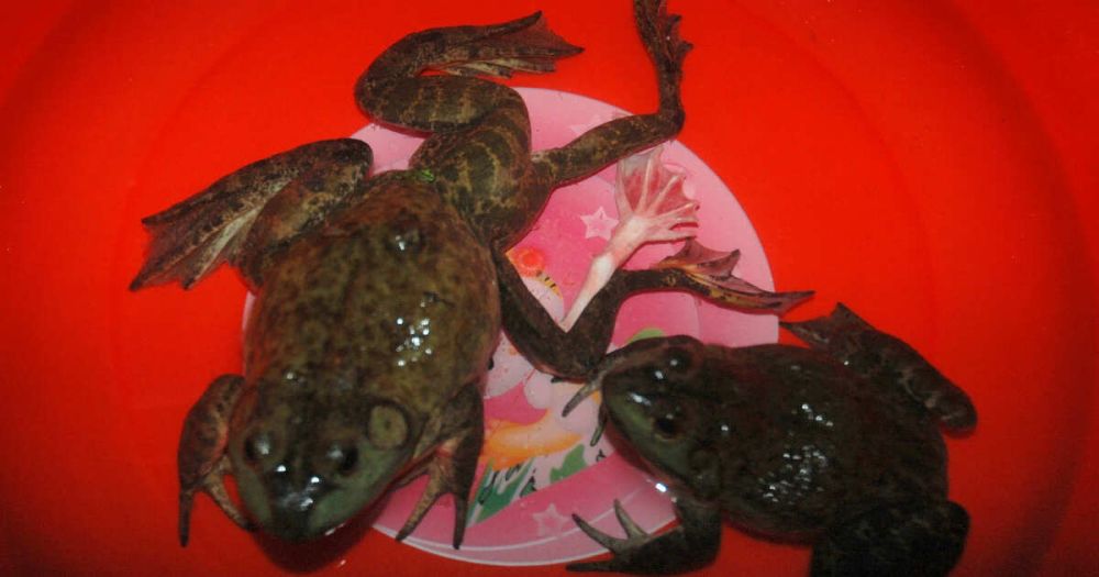 Съел жену – и победил: кто превращается в каннибала из-за любви