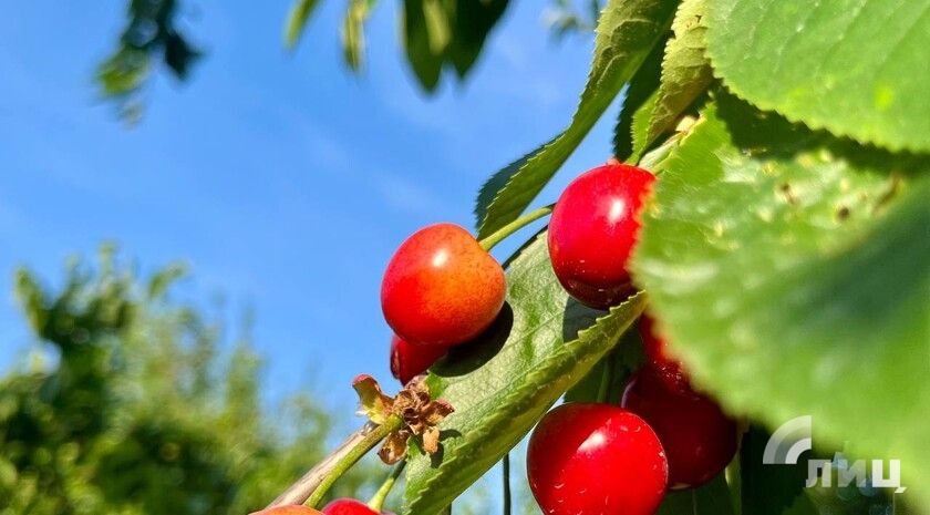 Пульс региона: ряд новостей для ЛНР за 3 июня