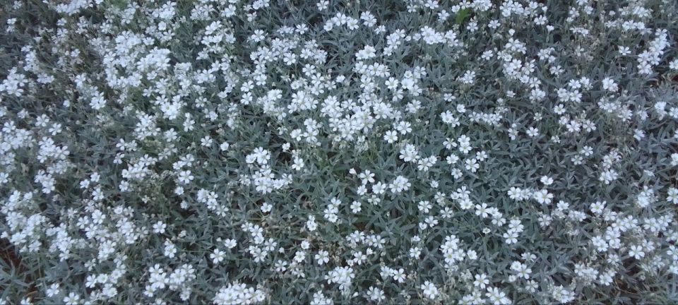 Цветущее лето в Лисичанске