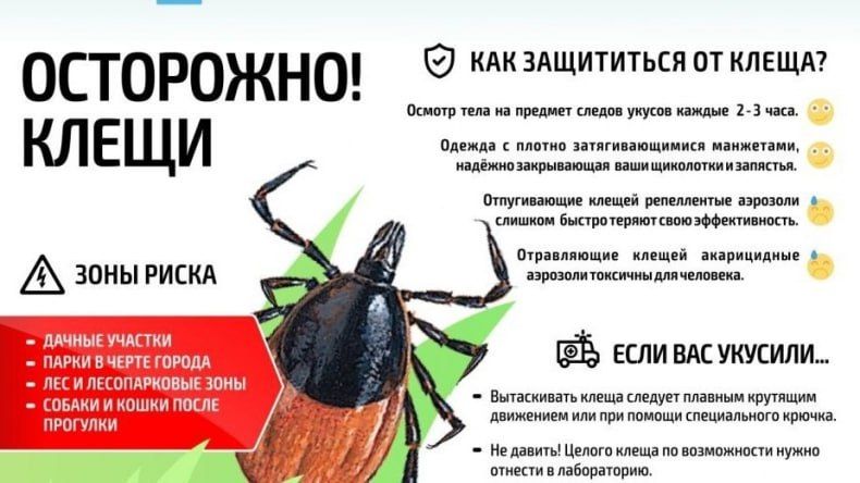 Осторожно клещи!. Наибольшая активность клещей приходится на май-июнь, когда температура уверенно держится у отметок +18-20°С, утром они особенно активны с 8 до 11 часов, вечером – с 17 до 20. Клещи удобно располагаются на...