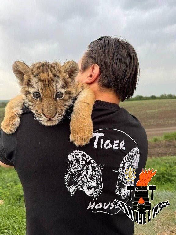 Рубрика "Полосатые новости"