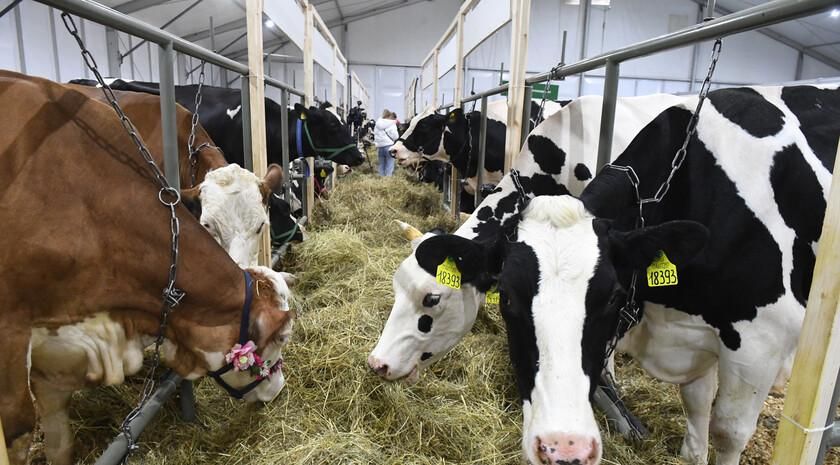 Аграрии ЛНР за прошедший год получили более трех млрд руб