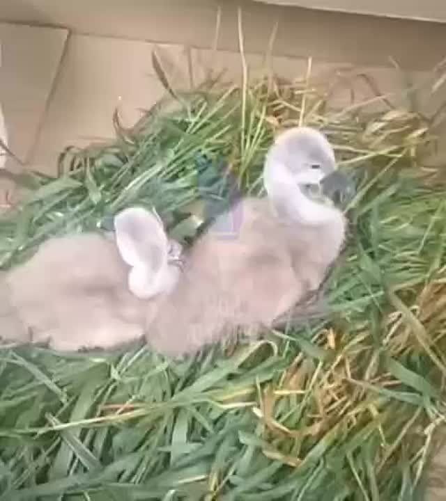 Наши бойцы спасли лебедят в ЛНР