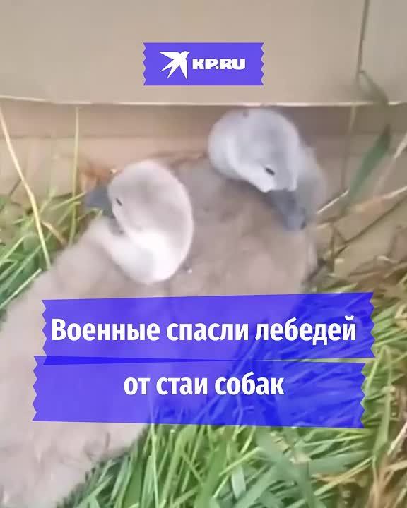 Бойцы СВО спасли от нападения собак двух лебедят в ЛНР