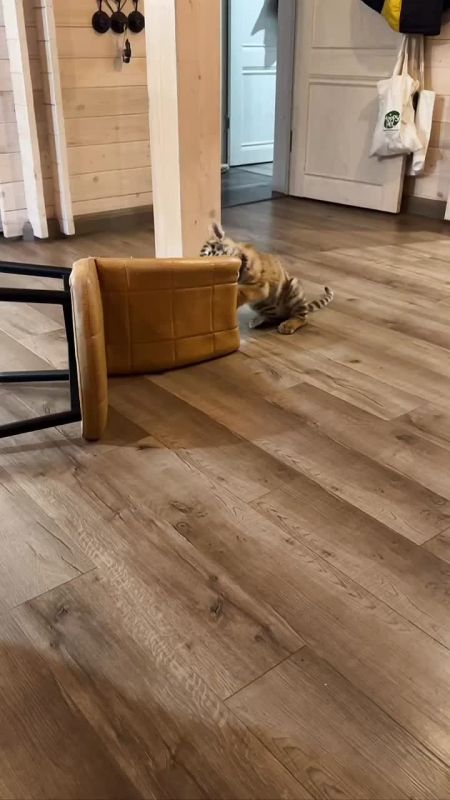 ������������ �������� ������� ������, ������� ����������� ���������� ����� � ����� �� ������� � ���������, ������� �������� ������������ � ������� ��� ������� ����� ���� ����� � ������������� �������