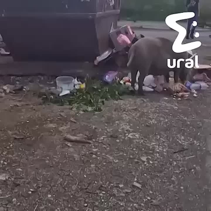 На проблемы с вывозом мусора массово жалуются жители свердловских городов