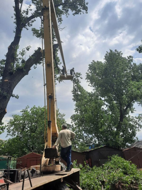 Андрей Рубанцов: В Ровеньках продолжаются работы по обрезке и удалению аварийно опасных зеленых насаждений