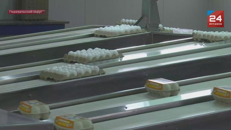 235 млн куриных яиц произвели на птицеводческом хозяйстве «Авис» в прошлом году