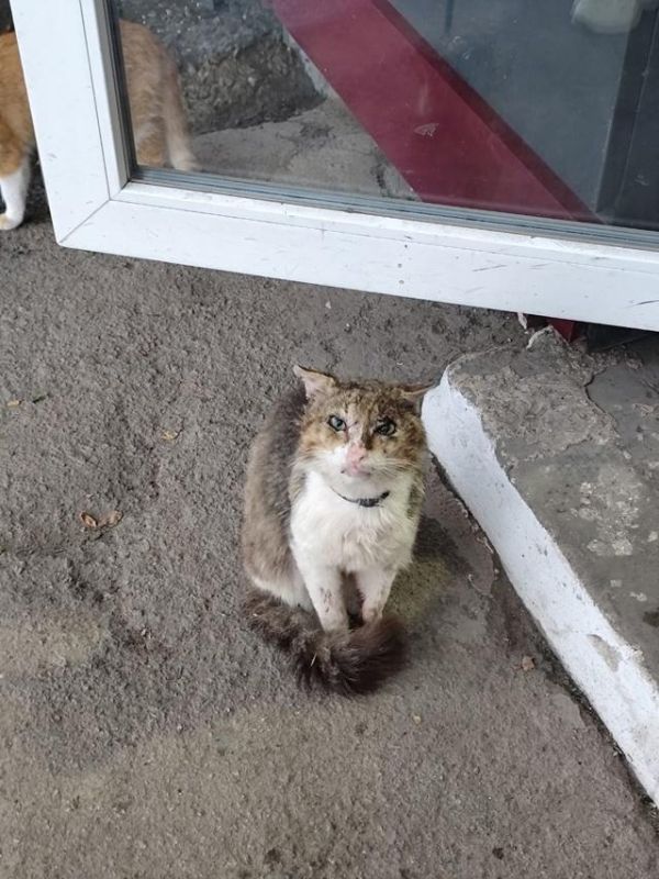 10 июля - День котенка Этот котик — луганчанин. Маленький воин, ищущий свое сердце навсегда