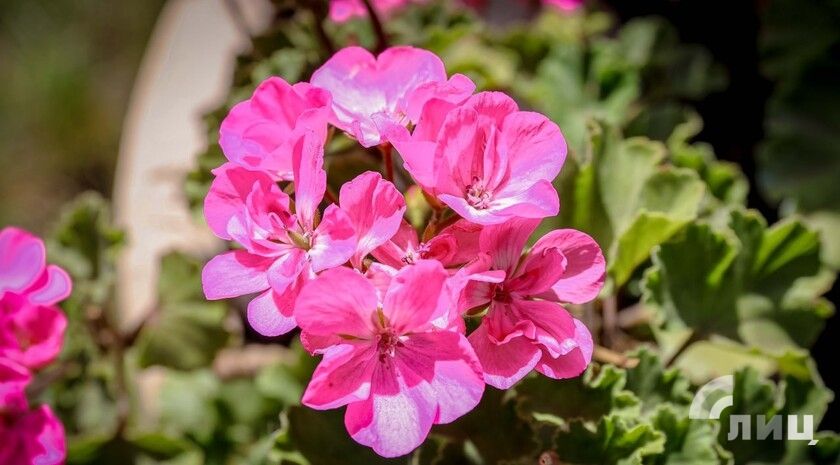 Синоптики прогнозируют 14 июля в ЛНР кратковременные дожди, грозы и до 37 градусов жары