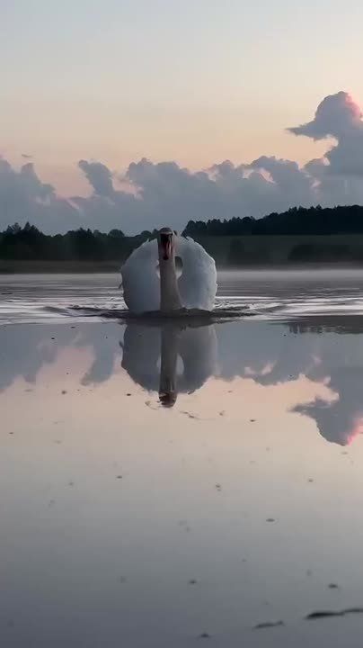 ������ ����