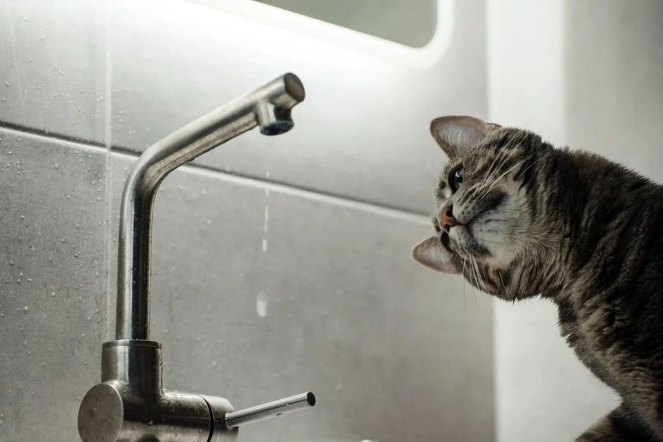 ��� � �������� �� ����� ���� (� �����)